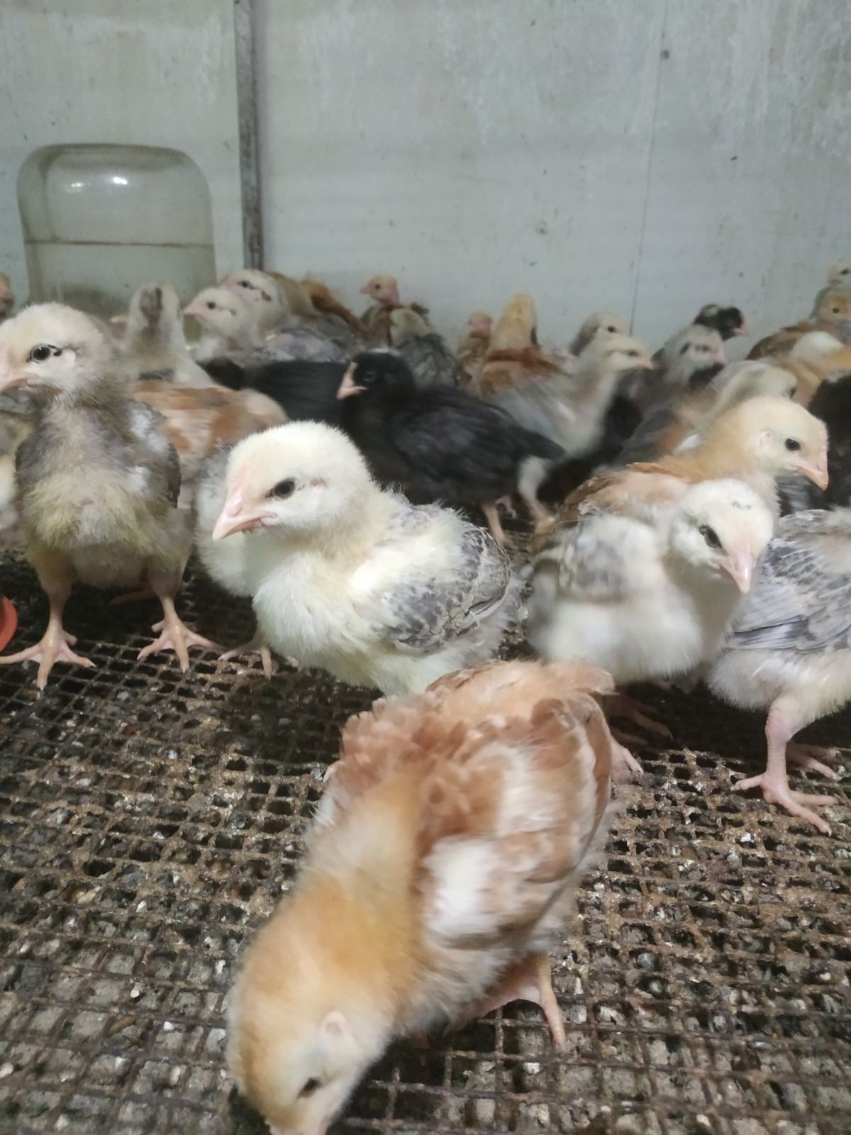 Продамо  курчата