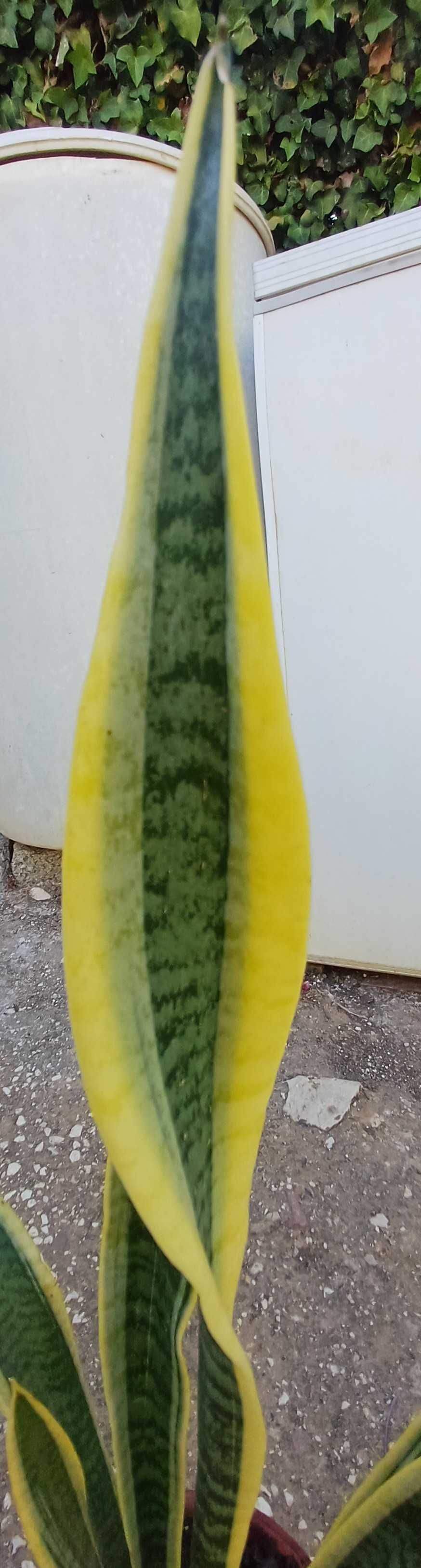 Planta Espada de Santa Bárbara