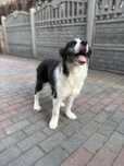 Border Collie pies