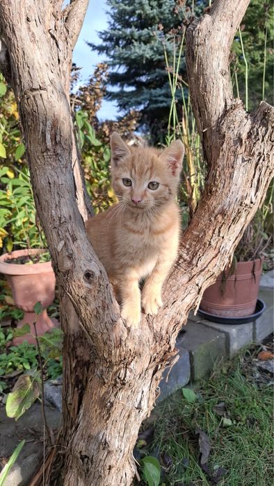 Oddam 2 koty za darmo