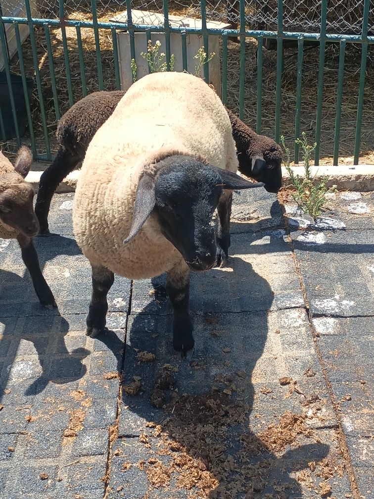 Macho Suffolk disponivel