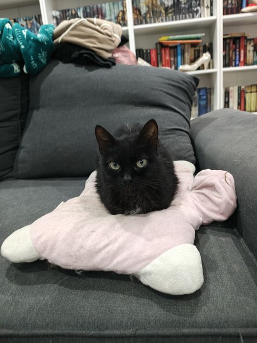 Oddam za darmo kocicę wysterylizowaną