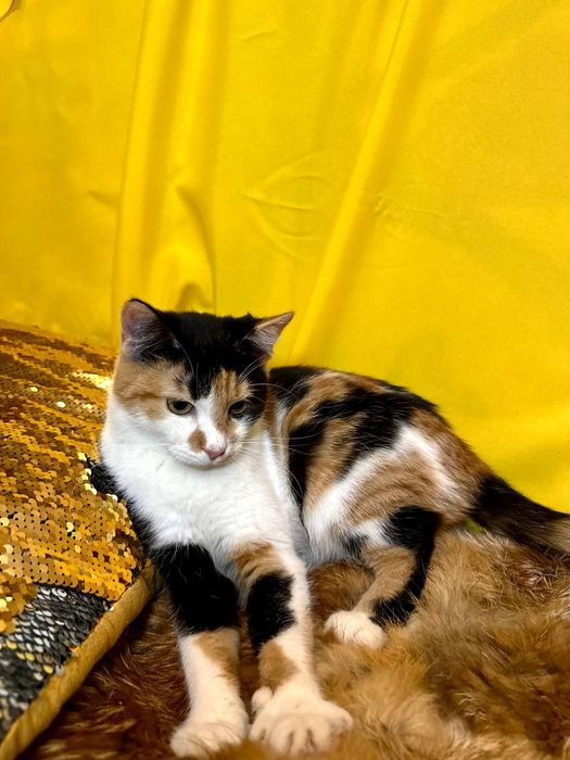 Кошка трехцветная на счастье