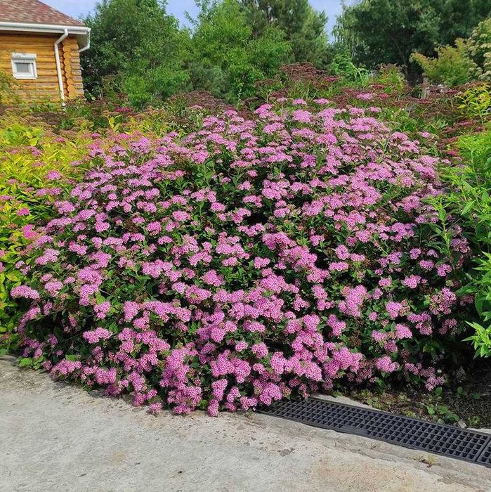 Модрина Pendula, Kornik, злакові трави