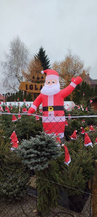 CHOINKI ŻYWE W DONICY, świerk, jodła