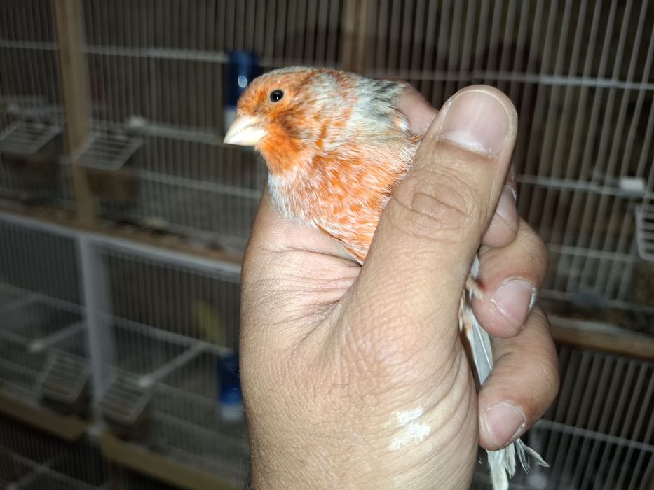 Canario agata vermelho nevado