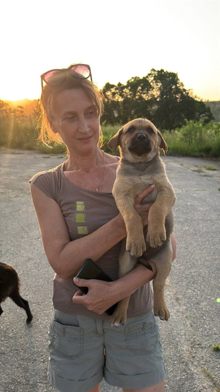 Військові цуценята