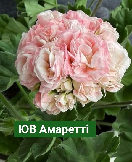 Пеларгонія сортова