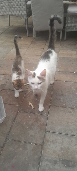 Oddm mlodo  kotke i 4 male kotki