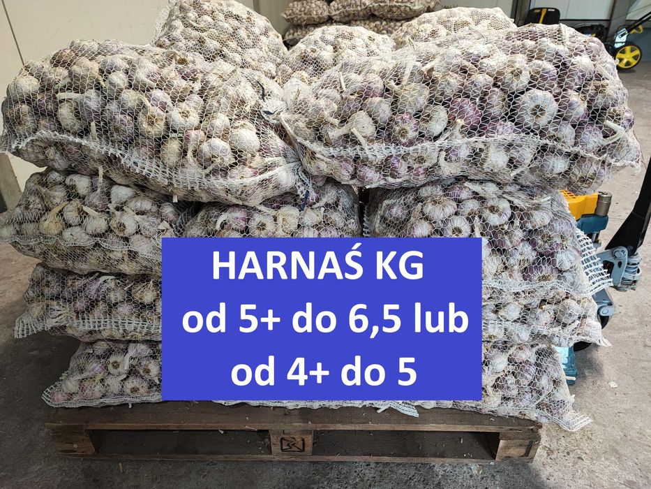 Sprzedam czosnek Harnaś do sadzenia na kilogramy DUŻE GŁÓWKI