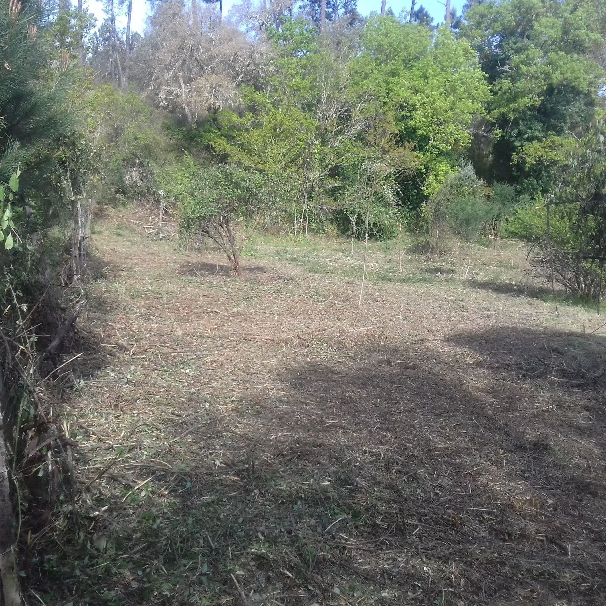 Limpezas de terrenos