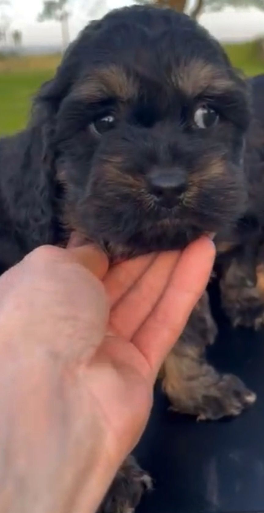 Cocapoo Cocker spaniel pudel