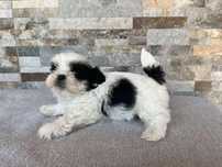 Shih  TZU suczka