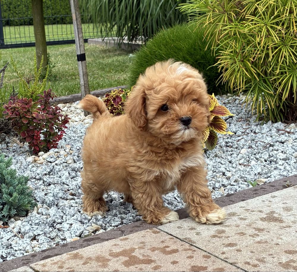 Maltipoo F1b super piesek