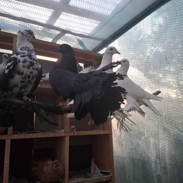 Młode Gołębie Pawik Pawiki