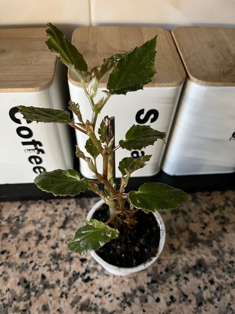 Begonias para venda