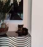 Yorkshire Terrier "FEMEA" Miniatura