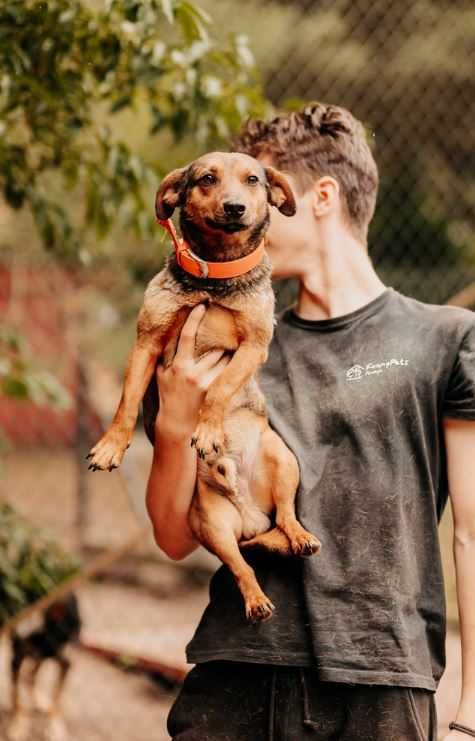 Malutki psiak z uśmiechem na pyszczku poleca się do adopcji!!!