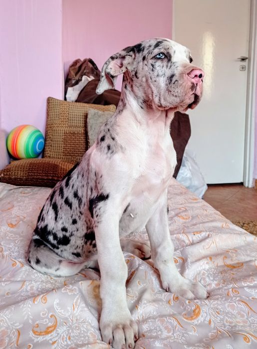 Dog niemiecki, suczka szczenię urodzone pod koniec lipca