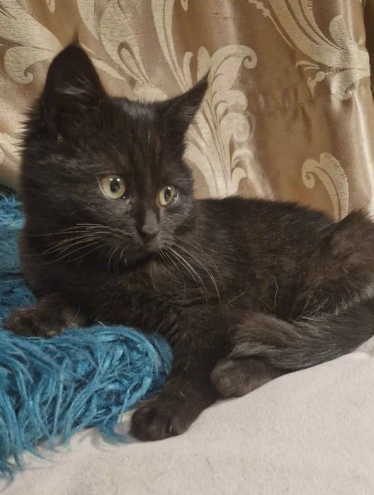 Чорне кошенятко хлопчик шукає найкращий дім! Котик 2 місяці.