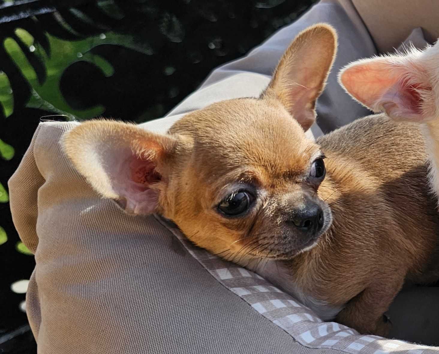 Chihuahua lilack