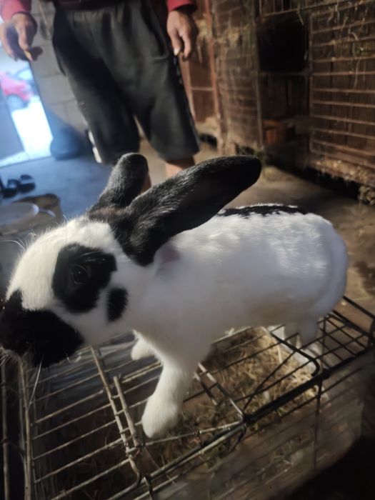 Sprzedam srokacze niemieckie