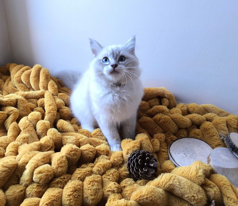 Kotka/Kocurek/Ragdoll/FPL/FiFe/Gotowa do odbioru