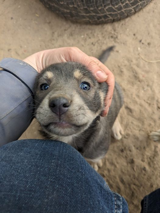 Щенята будуть середні по 2,5 місяці, хлопці та дівчата шукаємо родини!