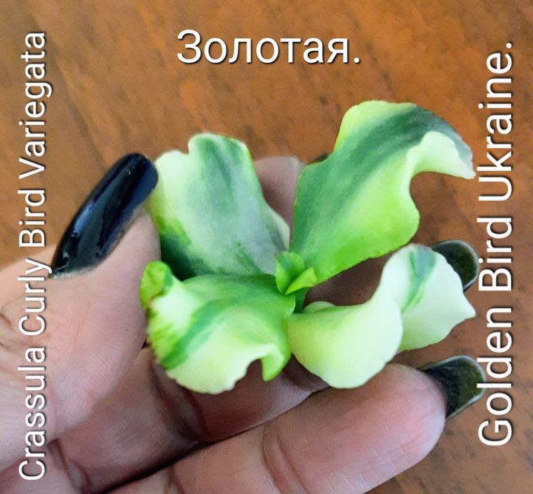 АКЦИЯ! Редкие, вариегатные крассулы толстянки денежные деревья, суккул