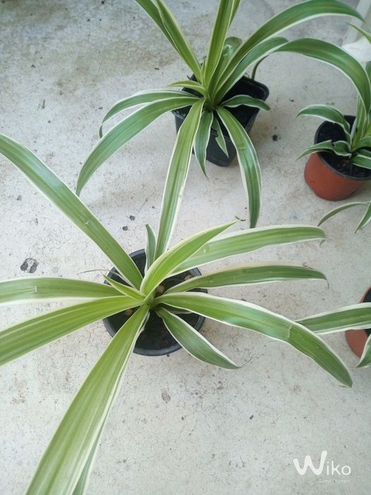 Plantas desde 2,50 até 10 conforme o tamanho