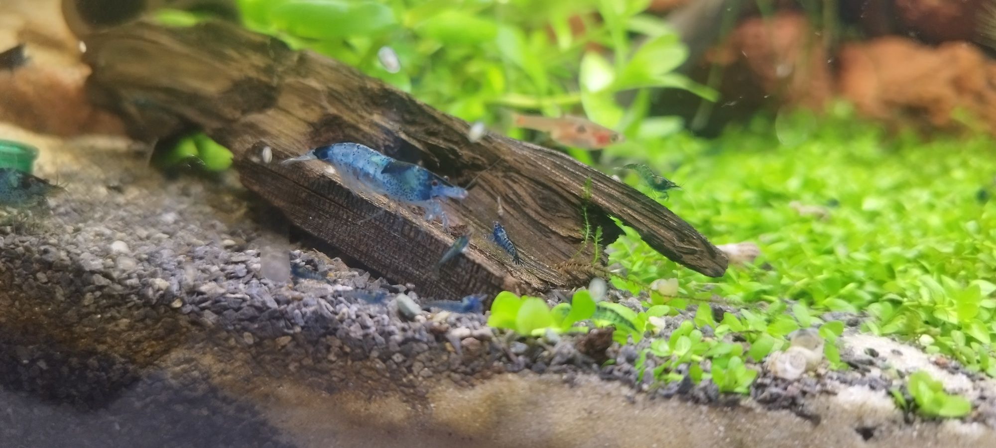Krewetki akwariowe blue velvet