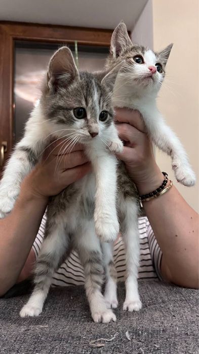 Віддам котиків в хороші руки