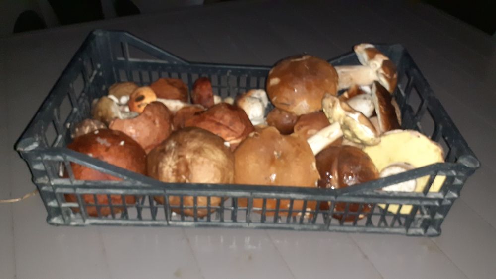 Sprzedam świeże grzyby
