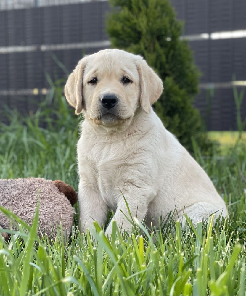 Labrador Retriever szczeniak FCI