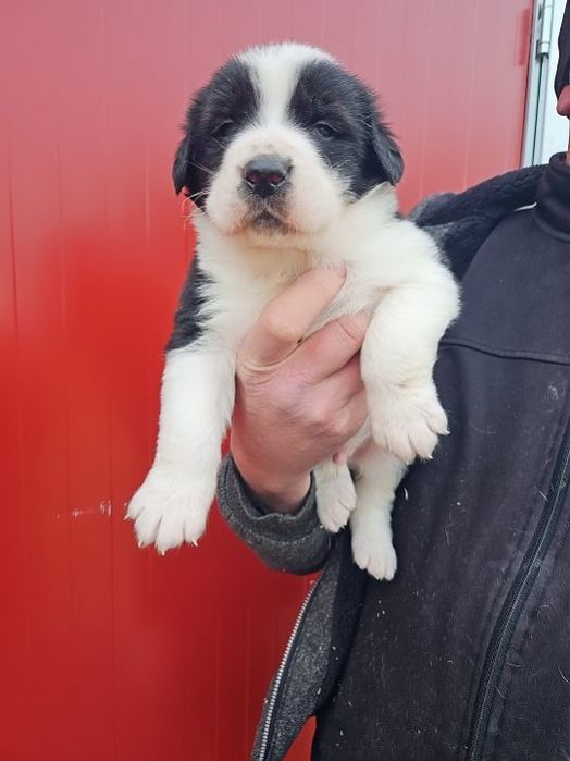 Owczarek środkowoazjatycki