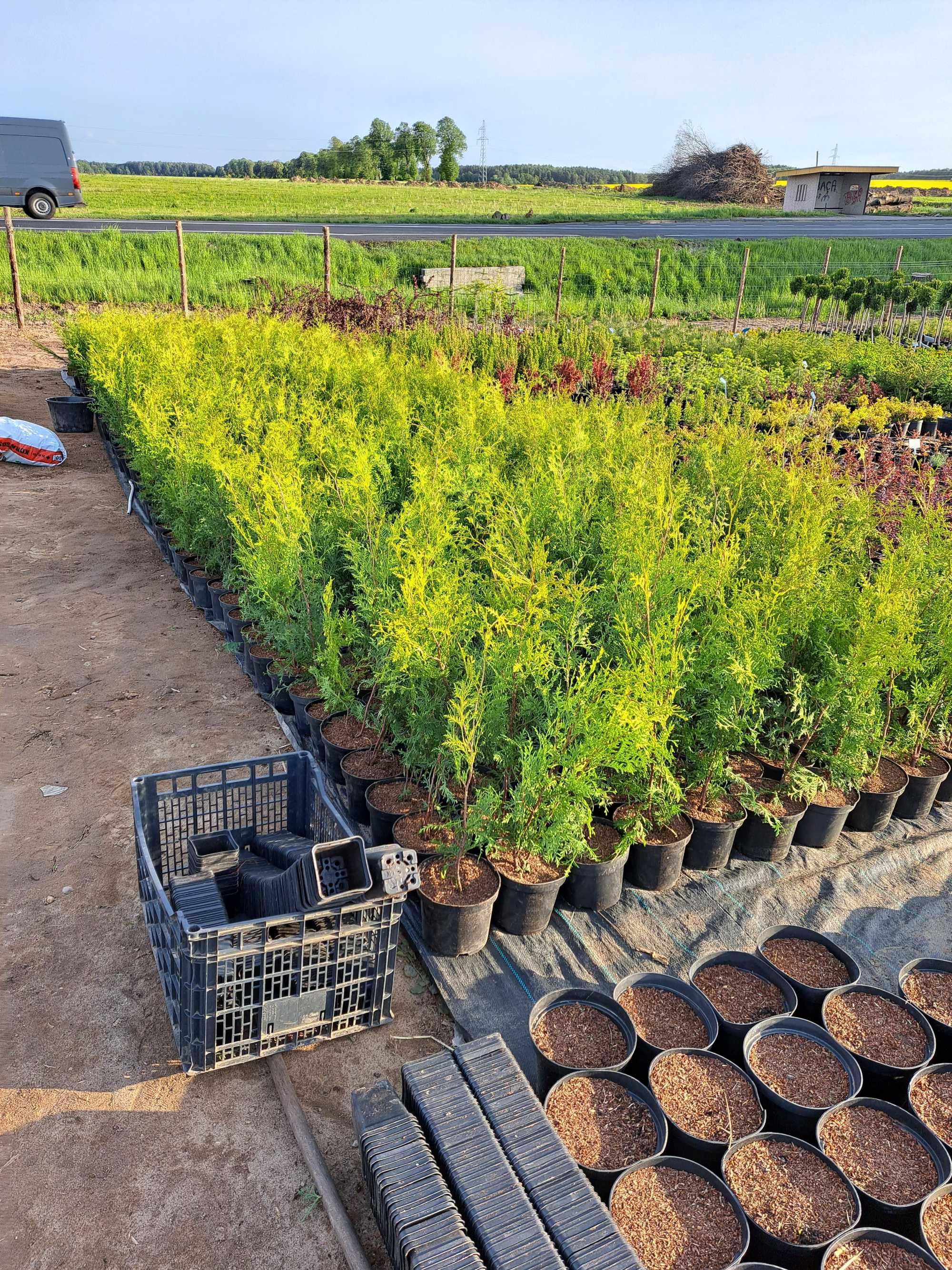 Dostawa gratis Tuja brabant 80-100 cm hit cenowy doniczka 3l