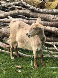 Casal de cabras e filha ler anuncio