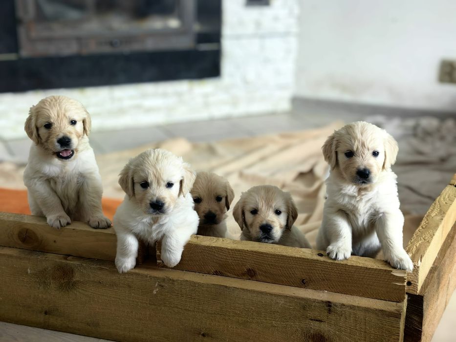 Szczeniaki Golden Retriever Ur.17.10.25