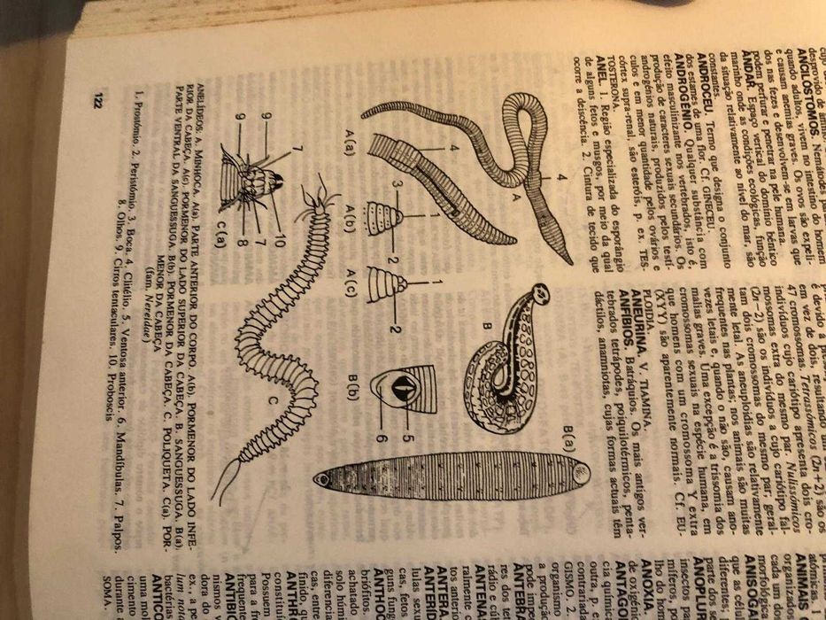 Dicionário Enciclopédia  com ilustrações desenhadas