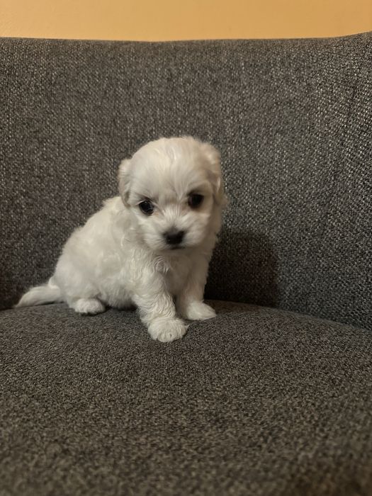 Maltańczyk - suczka