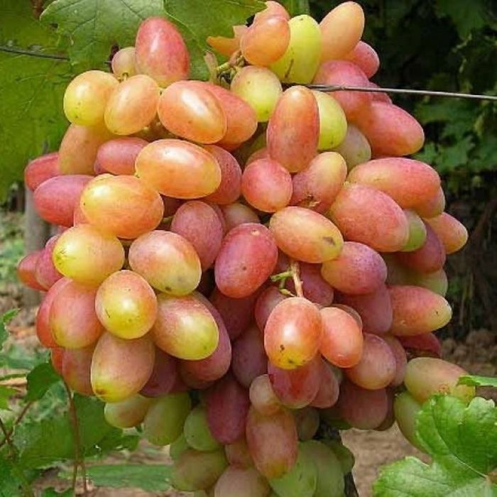 Живці (черенки) виноградної лози, саджанці