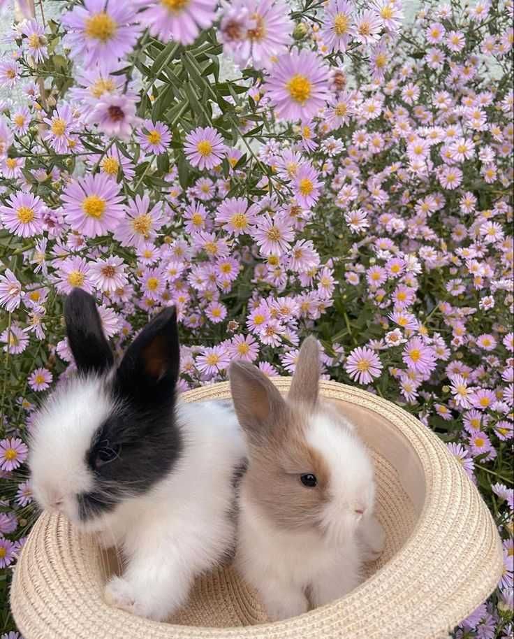 Coelhos mini Bebés+Gaiola nova+alimentação adequada