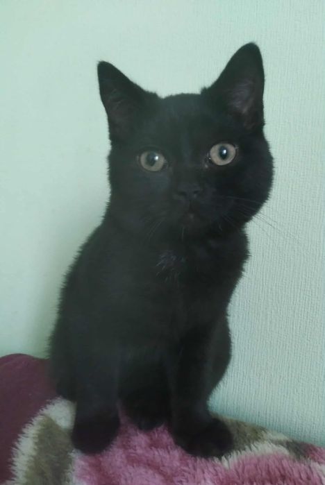 Котик (шотландець) метис шукає дім