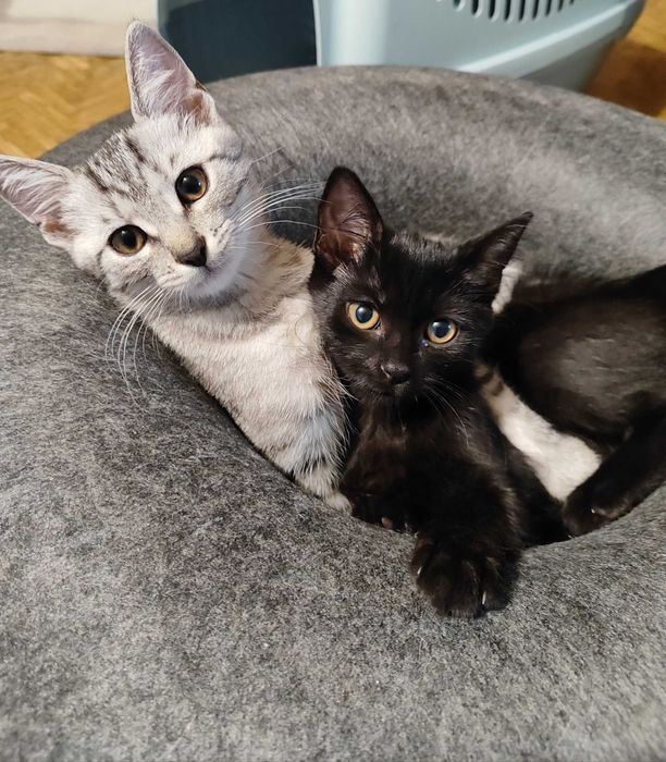 DWUPAK 5-miesięczne kociaki do adopcji