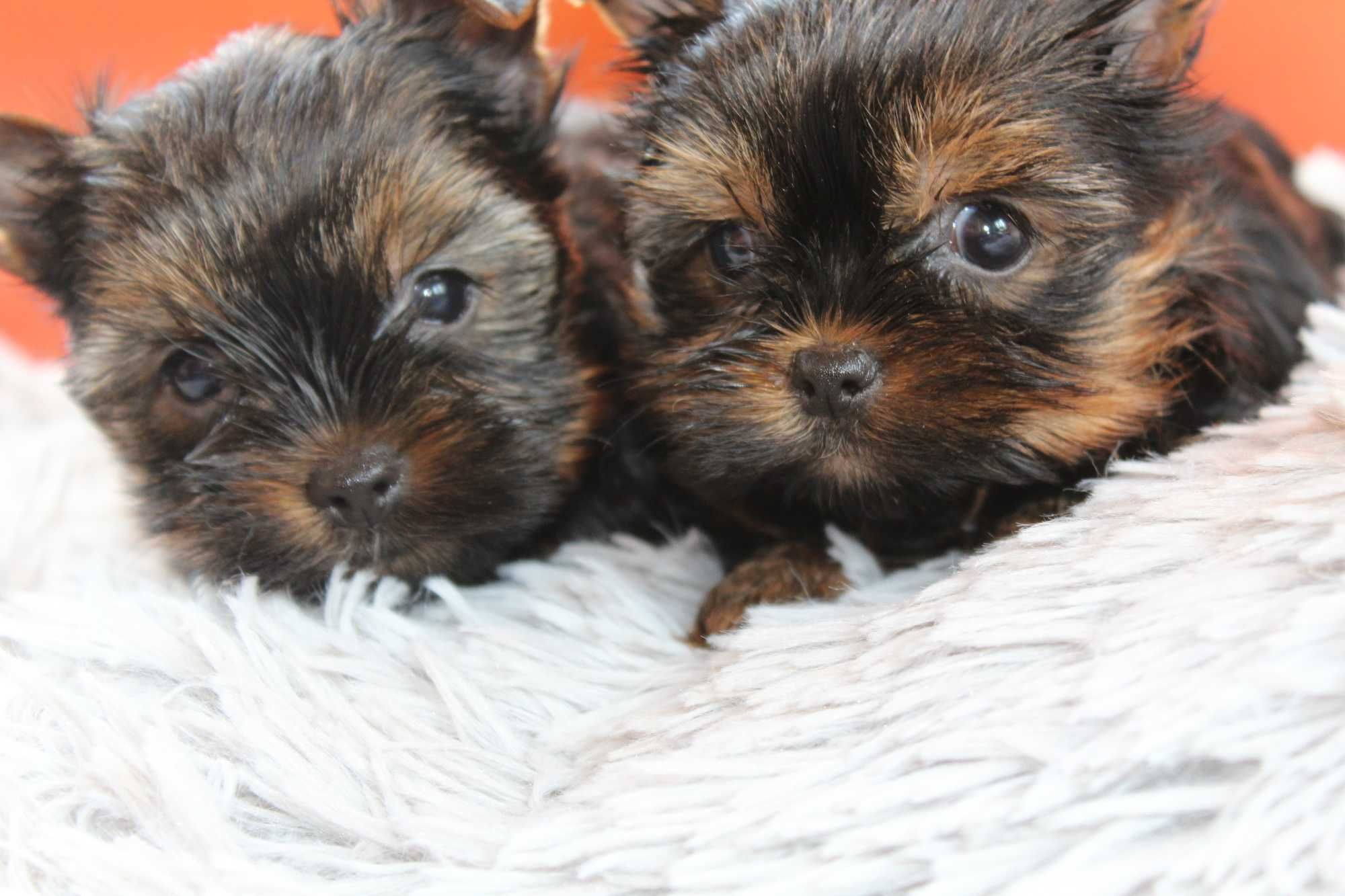 Yorkshire Terrier , Śliczny Miniaturowy XS Piesek Rodowód