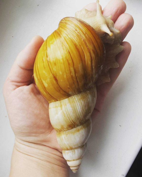 Улитки Ахатина Фулика Альбино Боди,