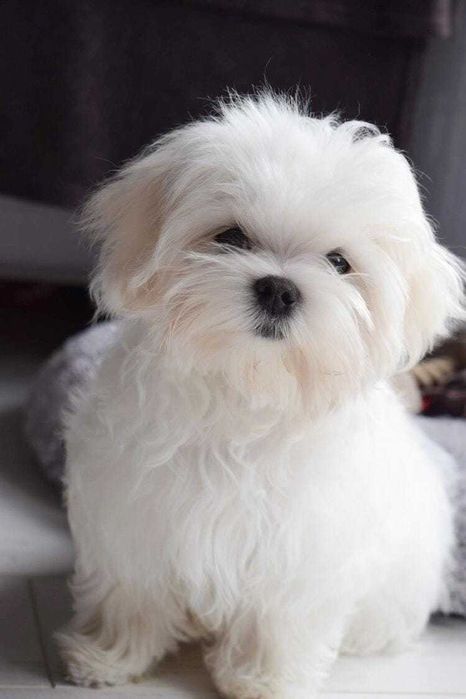 Śliczny piesek maltańczyk ZKwP/FCI