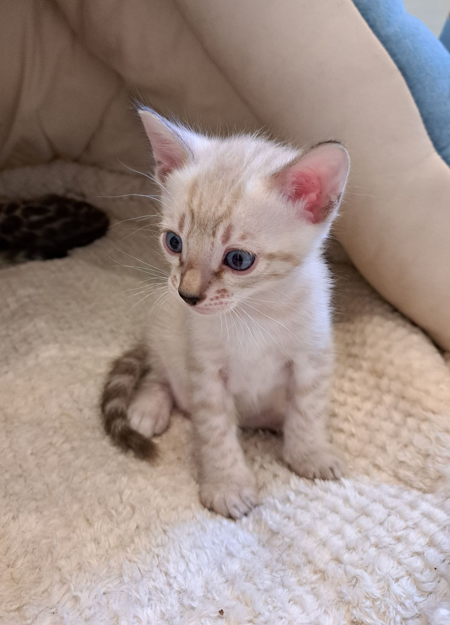 Kocurek bengalski śnieżny snow lynx