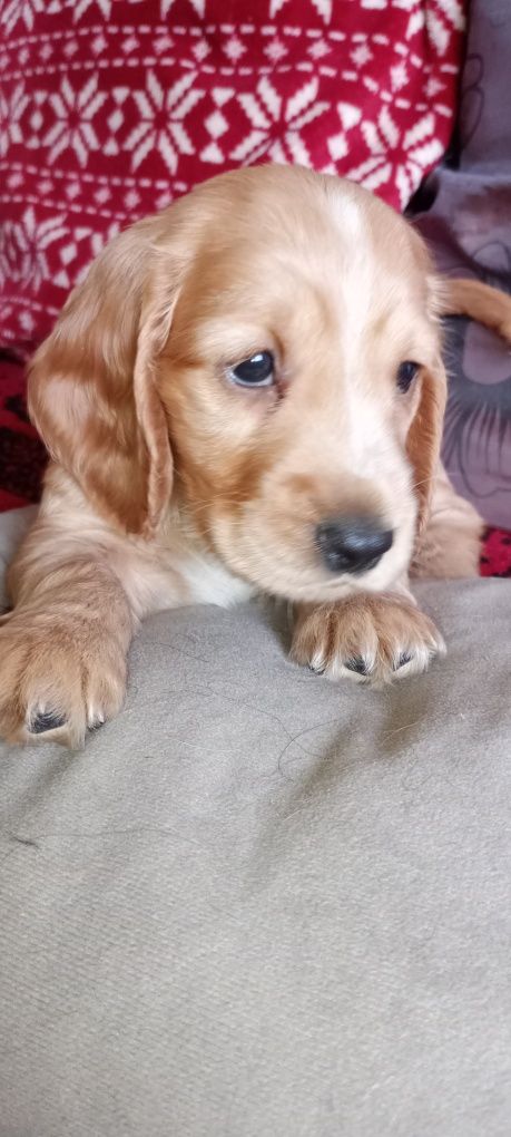 Cocker spaniel angielski