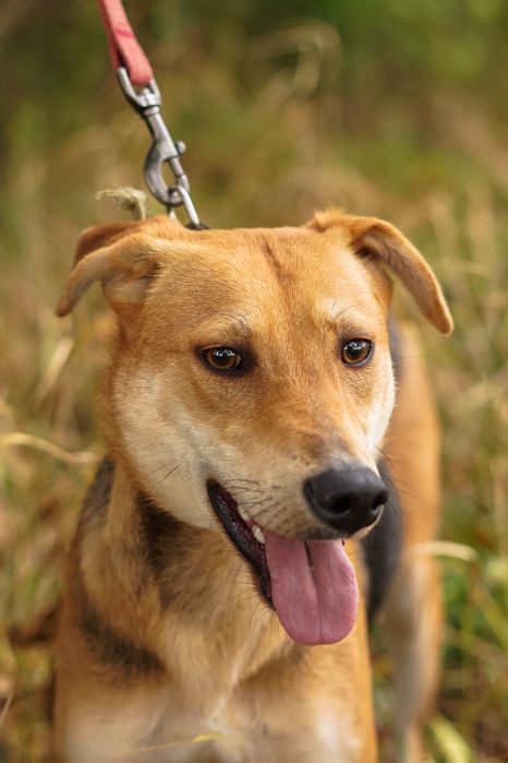 Собака шукає сімʼю в добрі руки